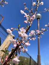 武蔵小杉 シュシュ - えりなの女の子ブログ画像