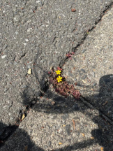 Mint(昼の部) - きいの女の子ブログ画像