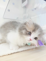 JULIE＆ANNA Tokyo - あみの女の子ブログ画像