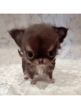 JULIE＆ANNA Tokyo - あみの女の子ブログ画像