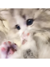 JULIE＆ANNA Tokyo - あみの女の子ブログ画像