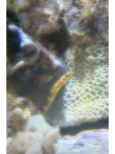 武蔵小杉 シュシュ - りおんの女の子ブログ画像