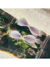 JULIE＆ANNA Tokyo - うたの女の子ブログ画像