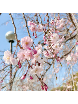 JULIE＆ANNA Tokyo - うたの女の子ブログ画像