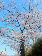 JULIE＆ANNA Tokyo - なつの女の子ブログ画像