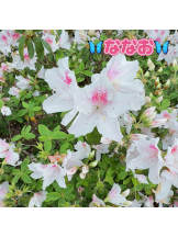 Happy Gang - ななおの女の子ブログ画像