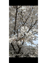 CHERRY WEST - もかの女の子ブログ画像