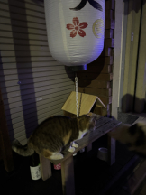 みつばちマーヤZ - うなの女の子ブログ画像