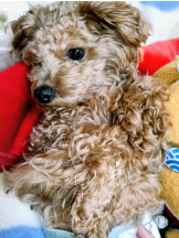 sexy club Premier - ミミの女の子ブログ画像