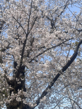 LAVISH - れいかの女の子ブログ画像