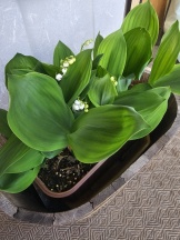 LAVISH - まなの女の子ブログ画像