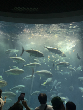 LAVISH - まなの女の子ブログ画像