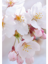 キュンキュン - とうかの女の子ブログ画像