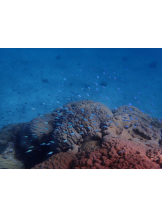 rejas(レジャス) - アスカの女の子ブログ画像