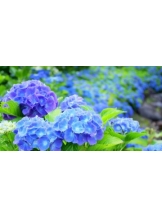 rejas(レジャス) - アスカの女の子ブログ画像