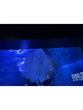 rejas(レジャス) - あいの女の子ブログ画像