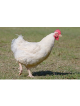 rejas(レジャス) - ゆきなの女の子ブログ画像