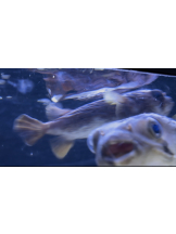 rejas(レジャス) - ゆきなの女の子ブログ画像