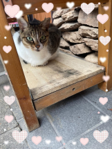 Felice(フェリス) - らんの女の子ブログ画像