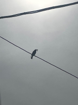 Felice(フェリス) - らんの女の子ブログ画像