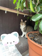 Felice(フェリス) - らんの女の子ブログ画像