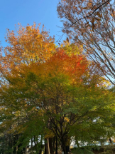 Felice(フェリス) - らんの女の子ブログ画像