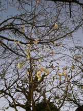 Felice(フェリス) - らんの女の子ブログ画像