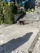 Felice(フェリス) - らんの女の子ブログ画像