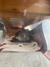 Felice(フェリス) - らんの女の子ブログ画像