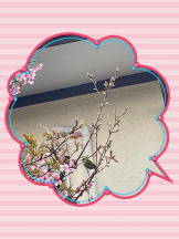 Felice(フェリス) - らんの女の子ブログ画像