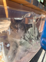 Felice(フェリス) - らんの女の子ブログ画像