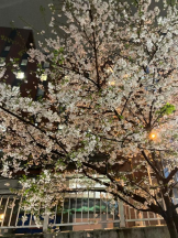 Felice(フェリス) - らんの女の子ブログ画像