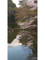 大江戸　歌舞伎町 - ふうの女の子ブログ画像