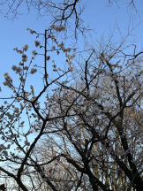 エンジェルキッス 池袋 - あずさの女の子ブログ画像