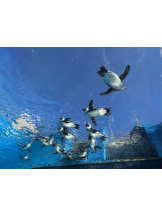 エンジェルキッス 池袋 - あずさの女の子ブログ画像