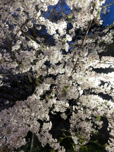 アチュゲッチュ - 乃愛の女の子ブログ画像