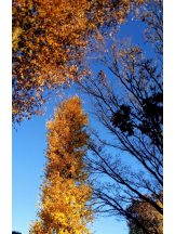 Felice(フェリス) - るみの女の子ブログ画像