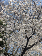 Felice(フェリス) - るみの女の子ブログ画像