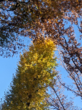 Felice(フェリス) - るみの女の子ブログ画像