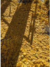 Felice(フェリス) - るみの女の子ブログ画像