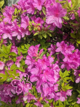 Felice(フェリス) - るみの女の子ブログ画像