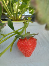 アチュゲッチュ - はずきの女の子ブログ画像