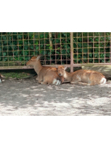 アチュゲッチュ - はずきの女の子ブログ画像