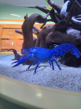 アチュゲッチュ - はずきの女の子ブログ画像