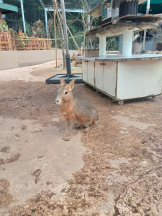 アチュゲッチュ - はずきの女の子ブログ画像