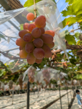 アチュゲッチュ - はずきの女の子ブログ画像