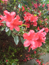 アチュゲッチュ - はずきの女の子ブログ画像