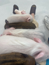 JULIE＆ANNA Tokyo - せなの女の子ブログ画像