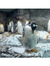 JULIE＆ANNA Tokyo - せなの女の子ブログ画像