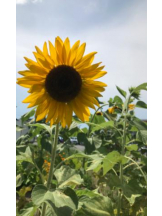 Felice(フェリス) - あこの女の子ブログ画像